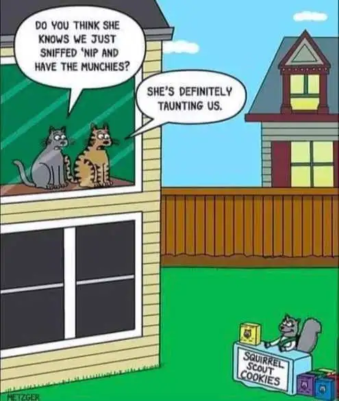 Cat Nip Munchies, Squirrel Scout Cookies