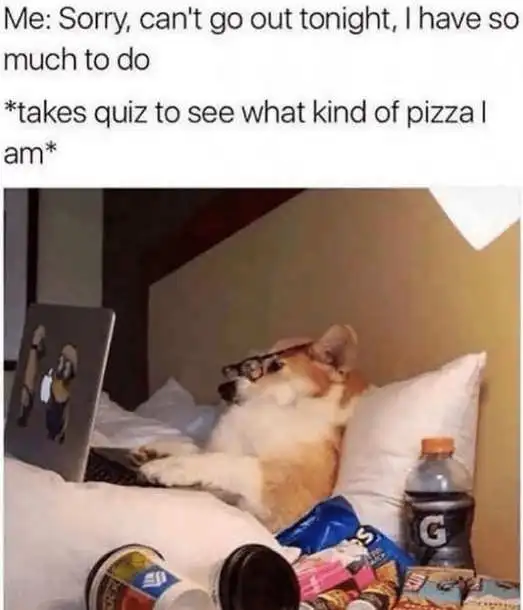 Dog With Labtop Funny Meme