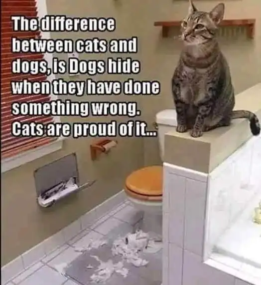 Difference Between Cats And Dogs