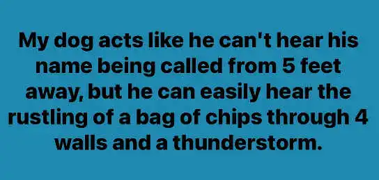 Dog Selective Hearing