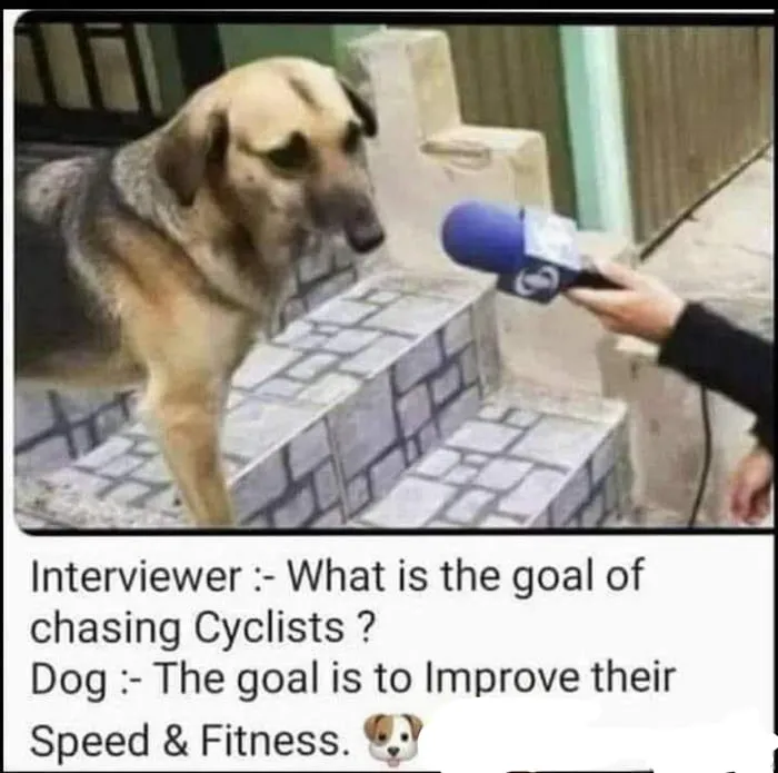 Dogs Goal Of Chasing Bikes Is Improve Speed And Fitness